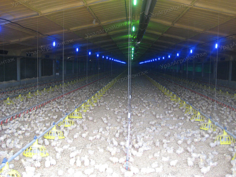 Люминесцентное освещение Gasolec для напольного содержания птицы